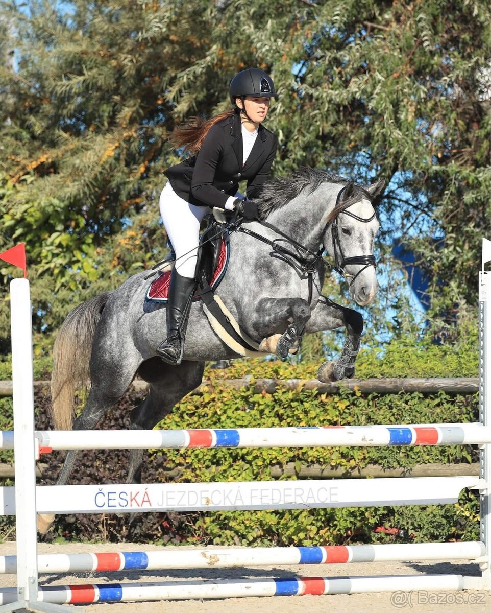 Sportovní valach - 3