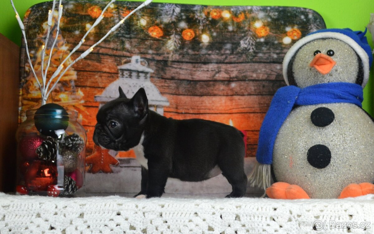 Francouzsky buldoček s PP/French bulldog - 3