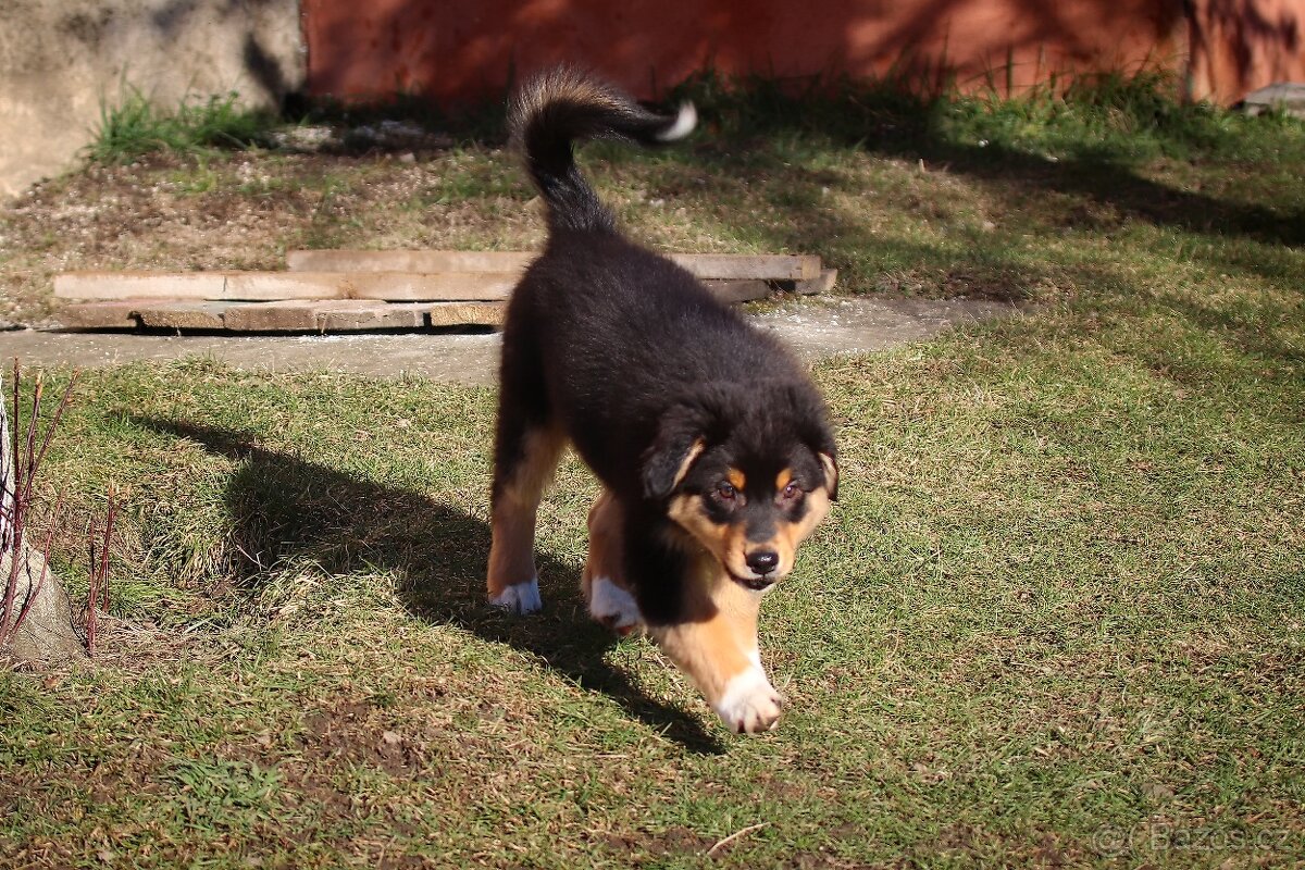 Australských ovčák s PP - 3