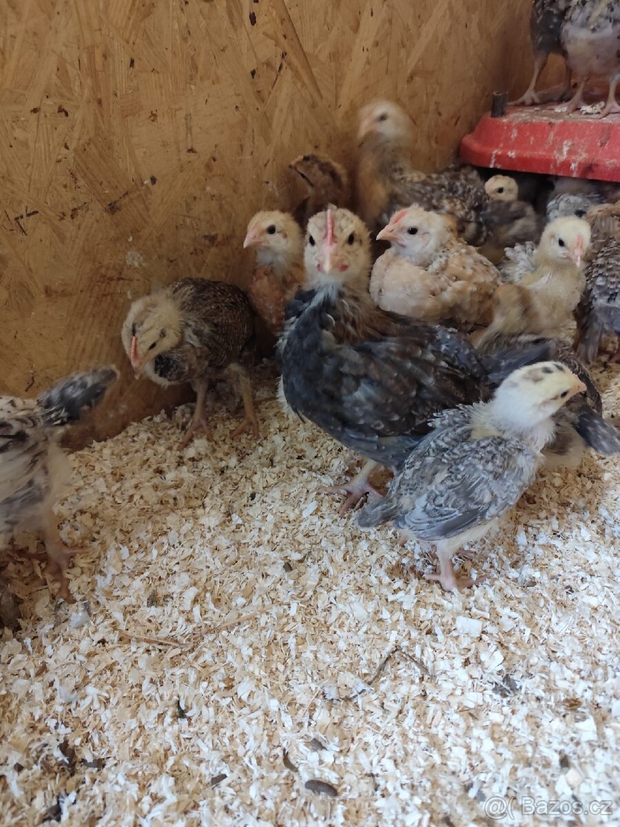 Prodám kuřata - 3