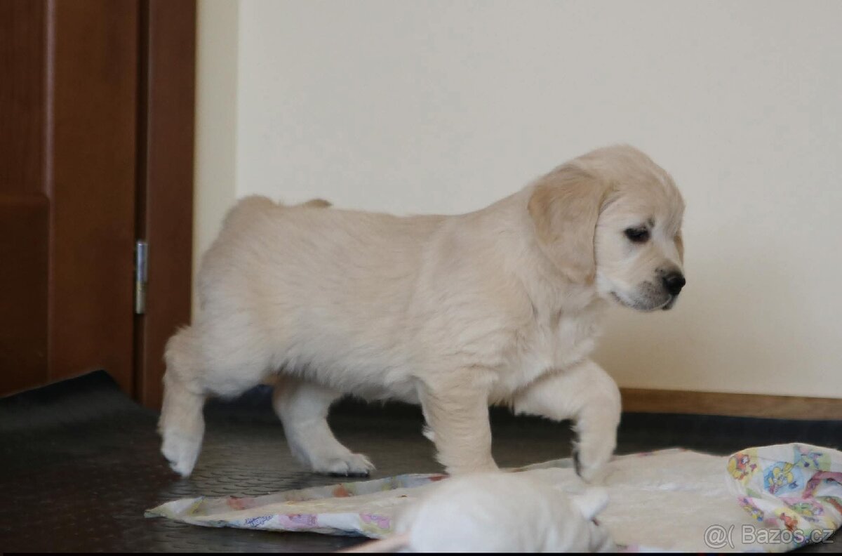 Zlatý Retrívr - 3