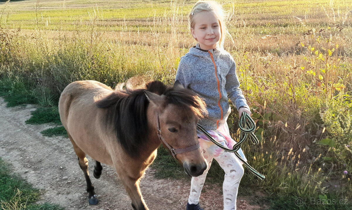 American minihorse - 3