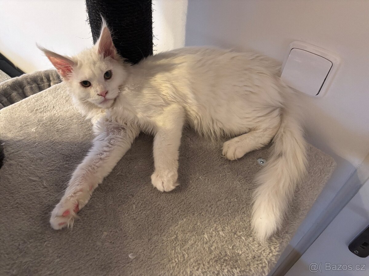 Bílá mainská mývalí kočička s PP - 3