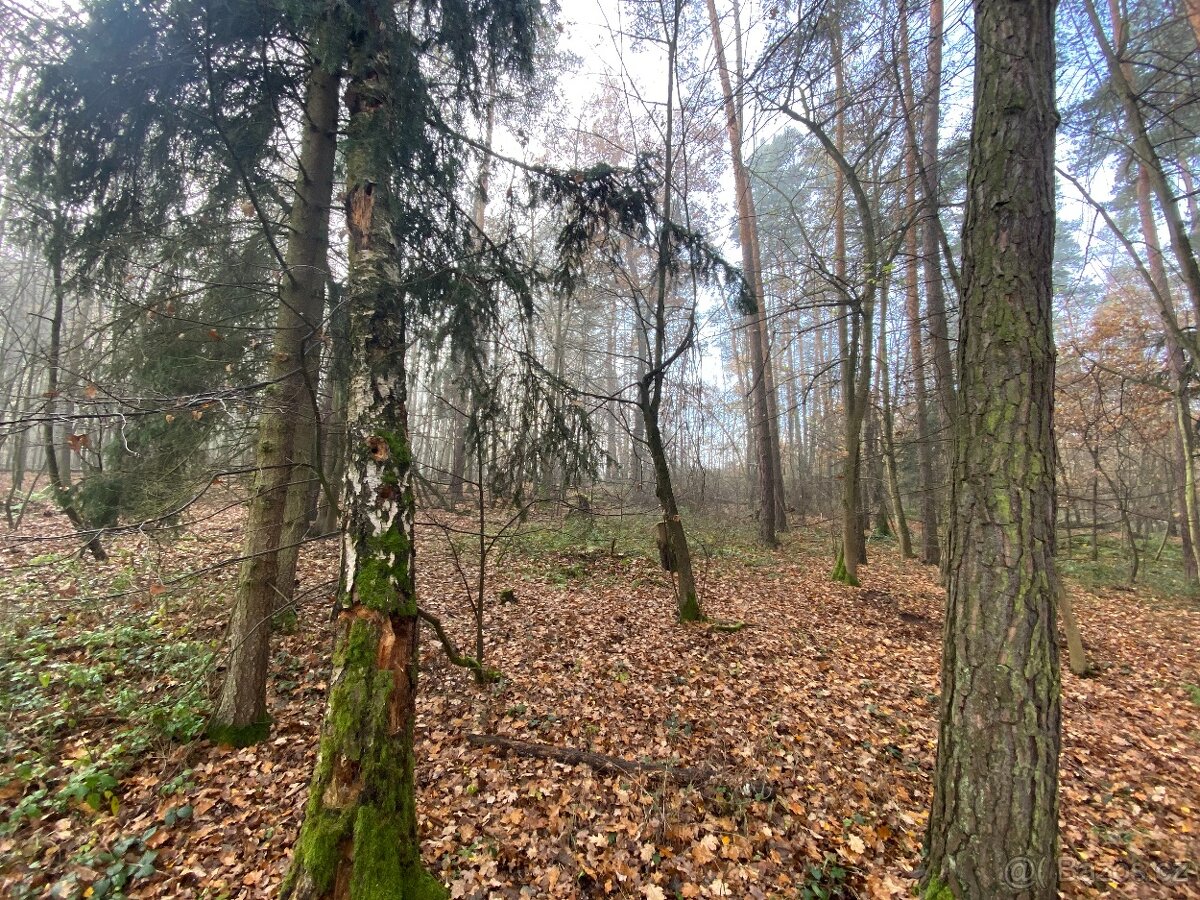 Lesní pozemek Chářovice - 3