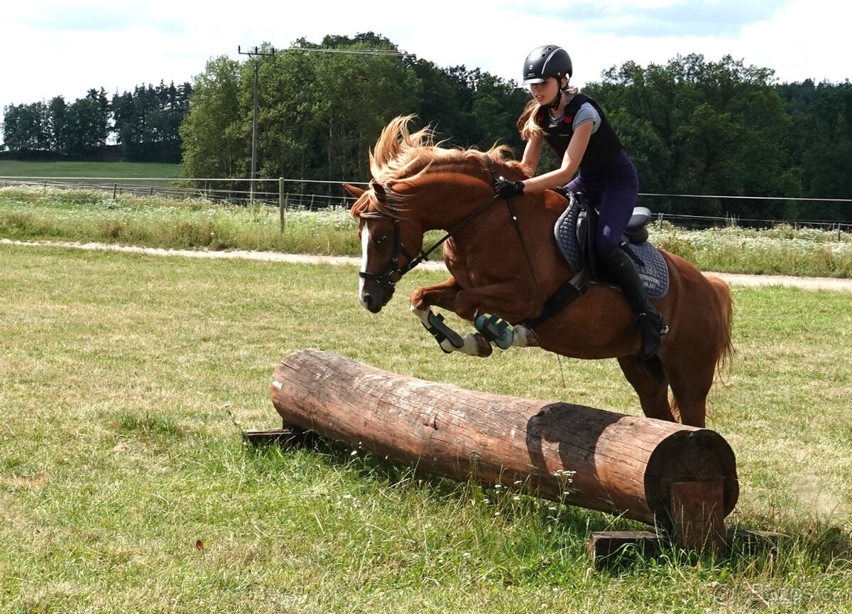 14-ti letá klisna WPBr - SLEVA - 3