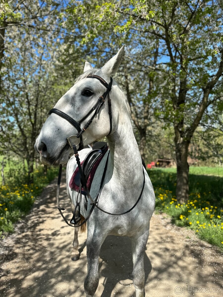 Kladrubská klisna Collar-54 - 3