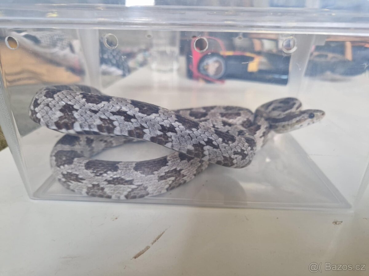 Užovka červená - 3