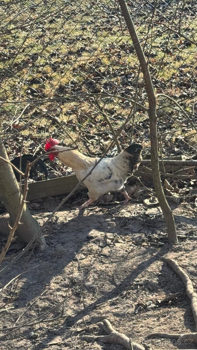 Mladý kohout - 3