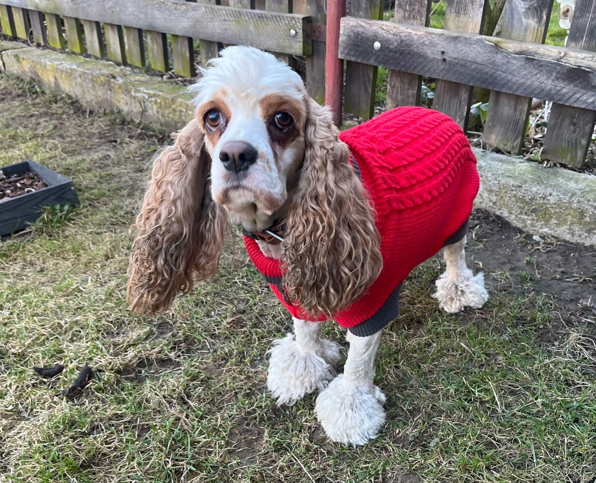 Svetřík pro pejska - 3