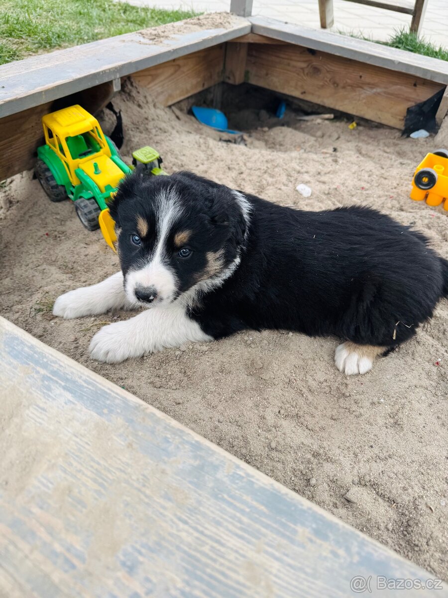 Štěňátka border kolie - 3