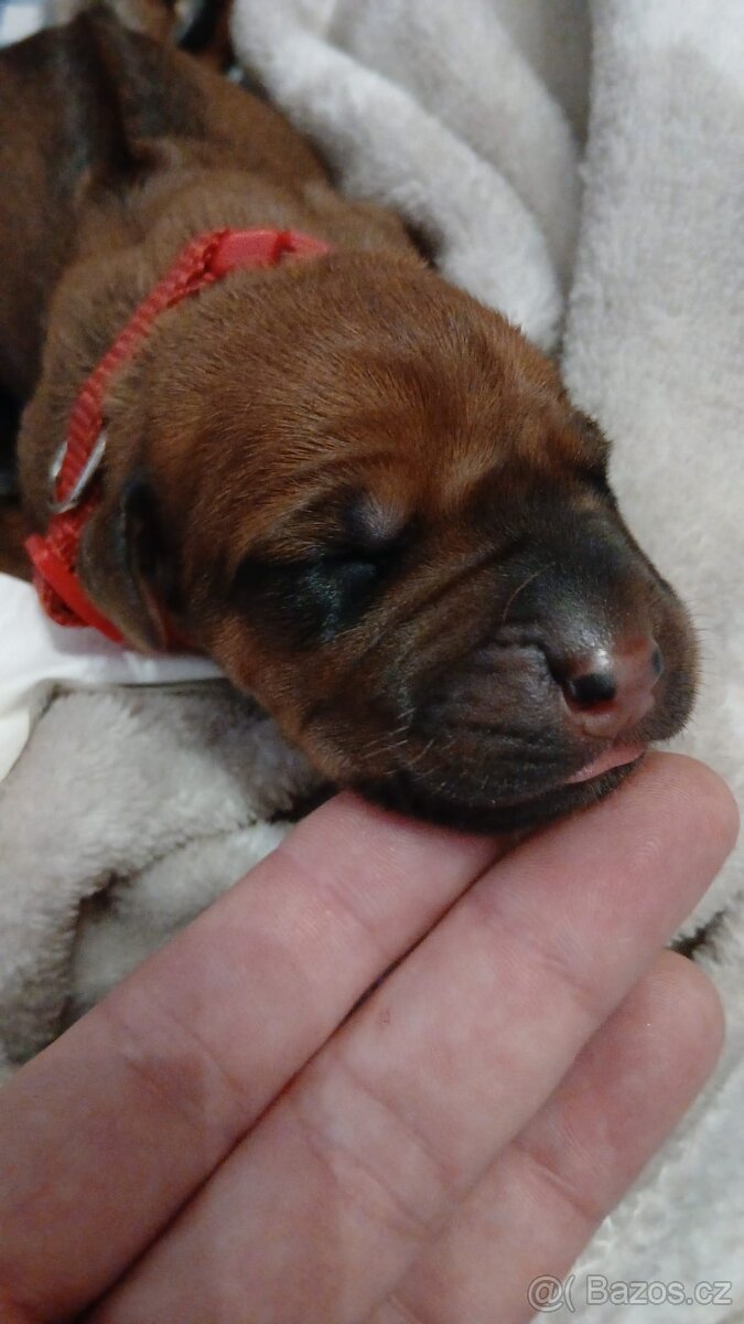 Rhodeský ridgeback - 3