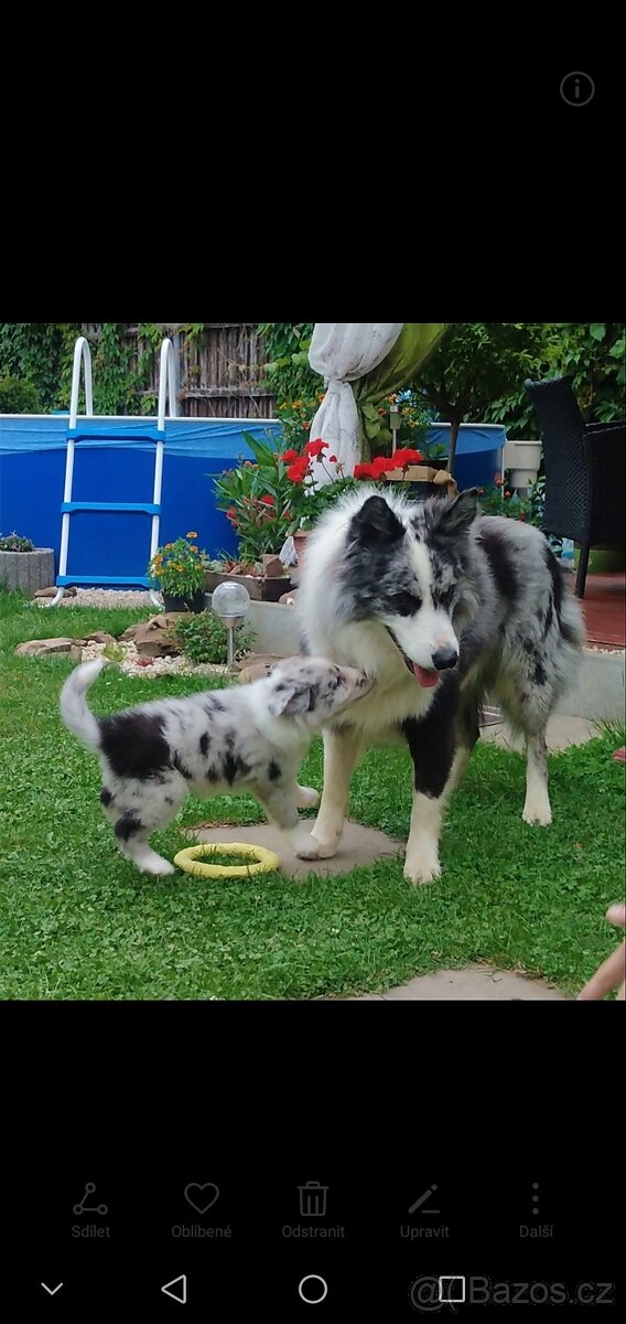 Border kolie -krytí - 3