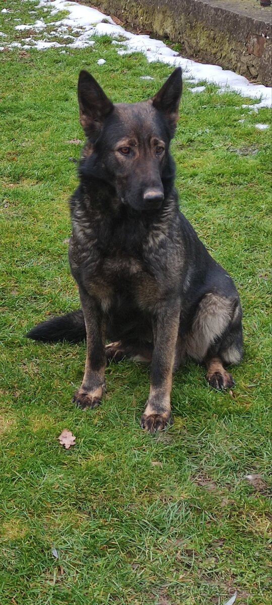 Německý ovčák fena - 3