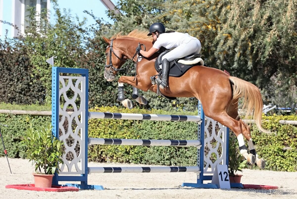 Prodám sedmiletou klisnu do vyššího sportu - 3