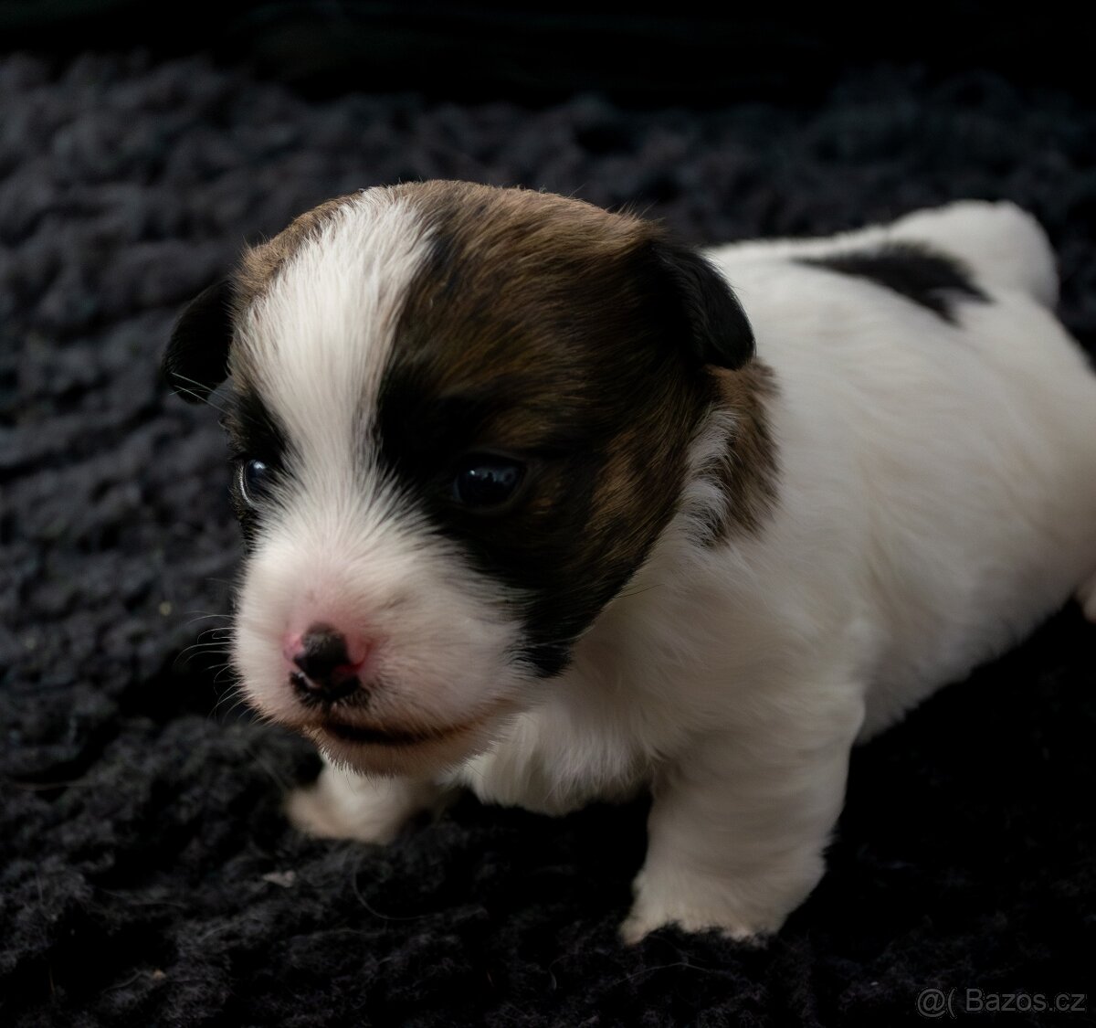 Jack Russell Terrier s PP - 3