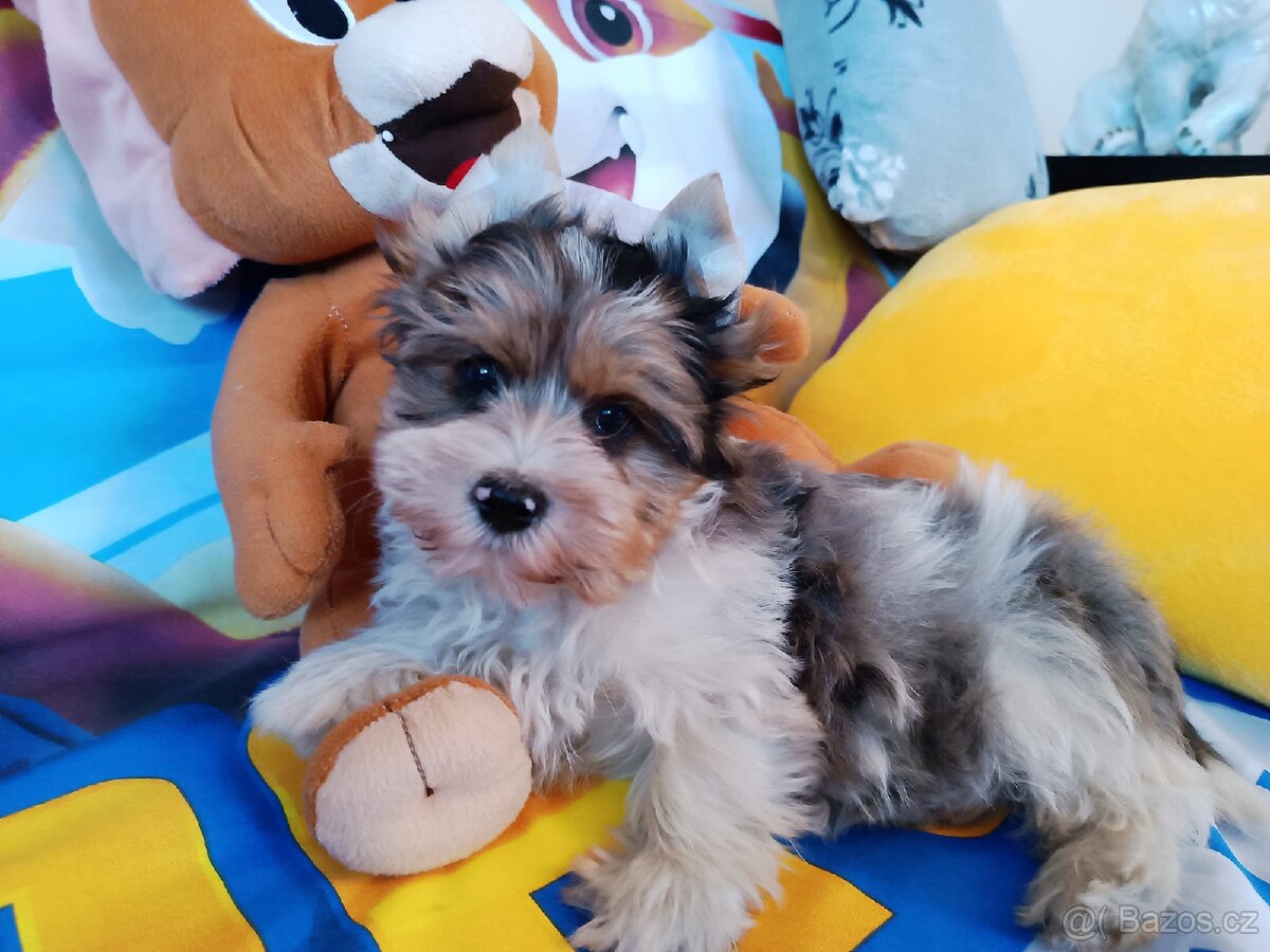 Jorkšírský teriér - 3