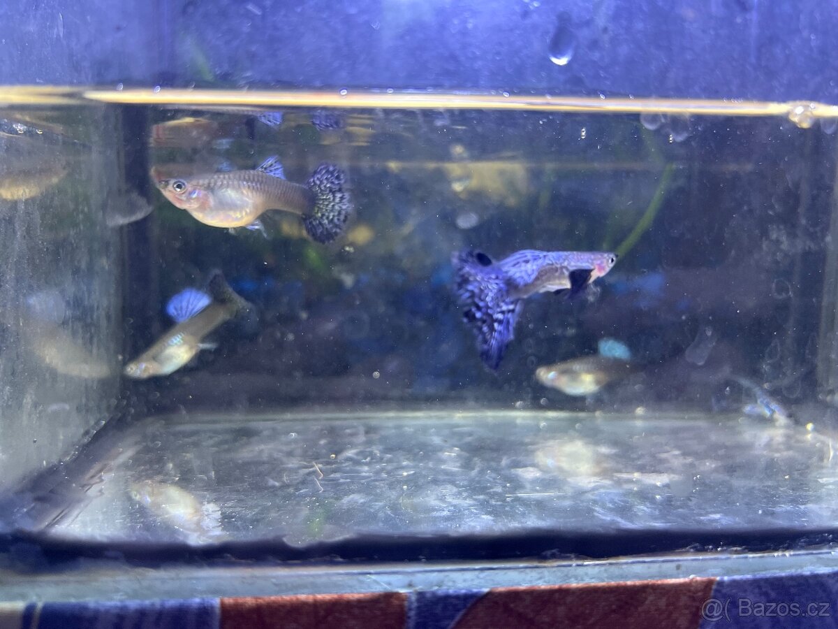 Paví očka Blue Dragon - 3