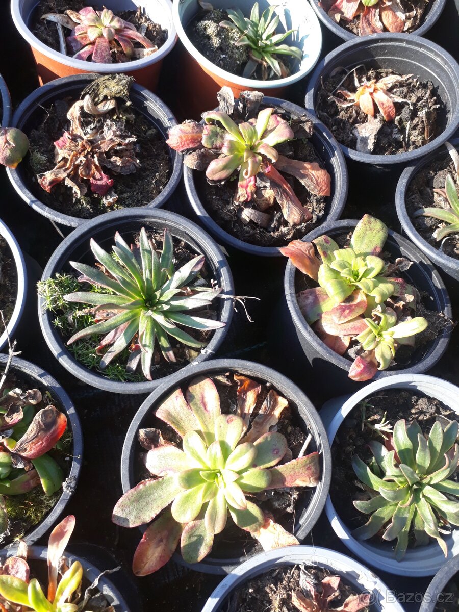 Lewisei- ruzova, bila, merunkova - 3