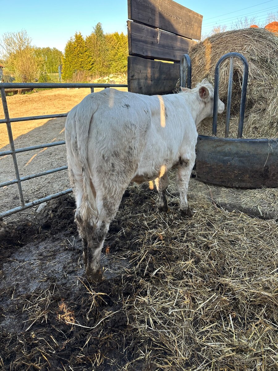 Jalovice charolais - 3