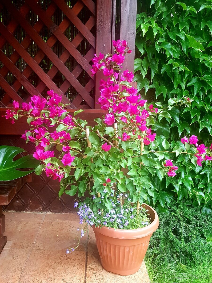 Bougainvillea, Bouga, keře, subtropické rostliny SLEVA - 3