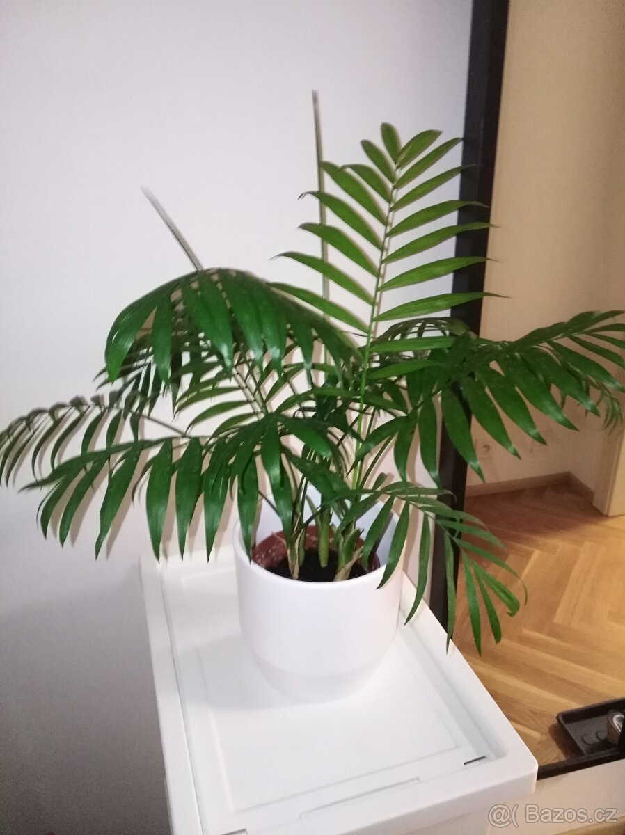 PALMA HORSKÁ - Chamaedorea elegans - 3