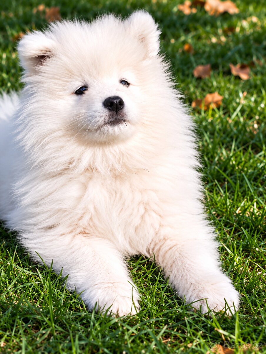 Samojed s PP - štěňátka - 3