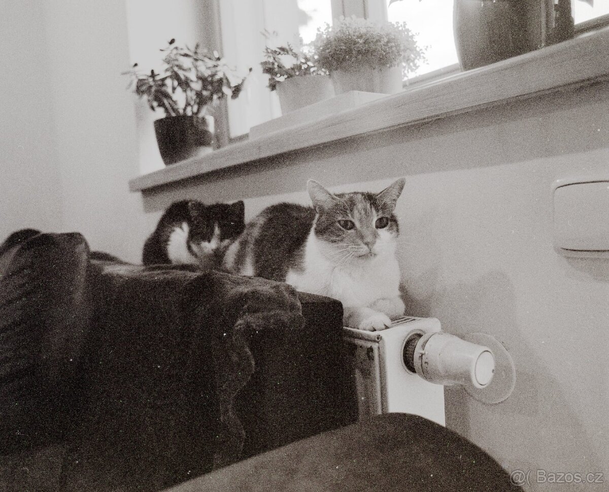 Středoformát Mamiya RB67 Professional S + Sekor C 127mm + Př - 3