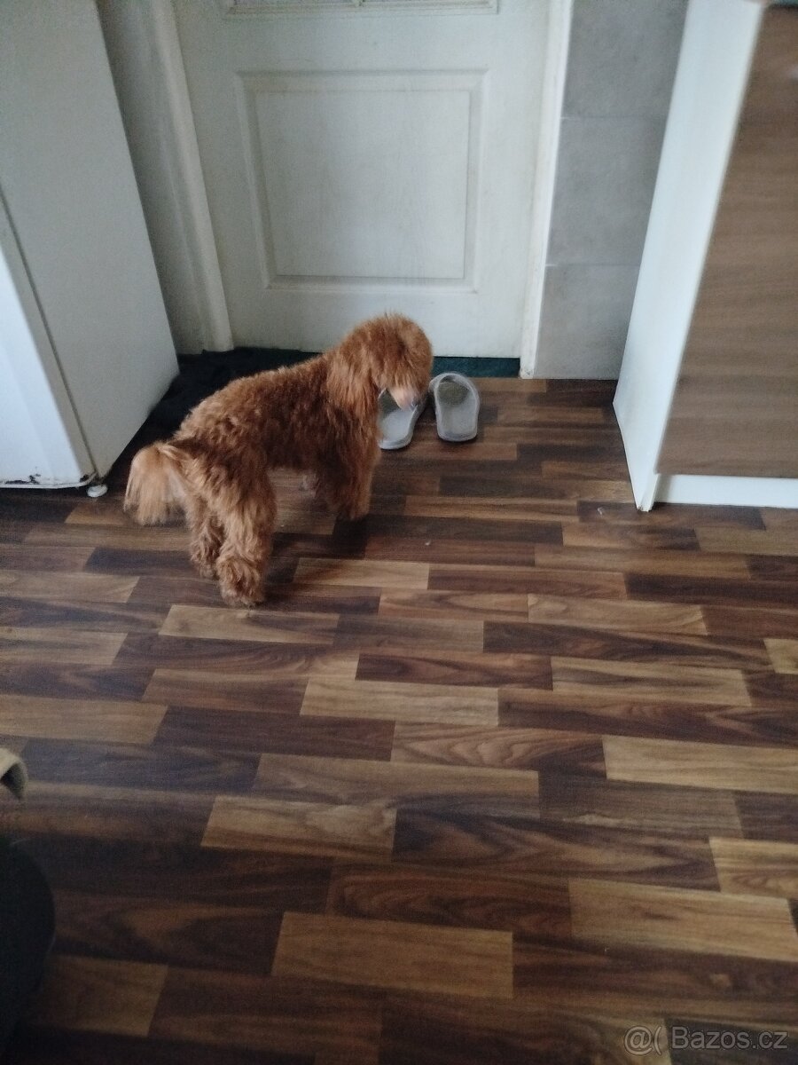 Pudl Pudlik trpasličí 🍀🐩 - 3