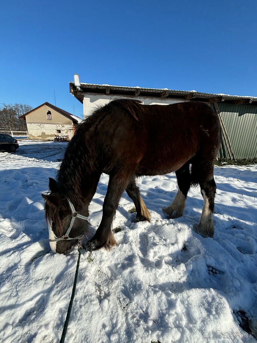 Prodej, výměna IC klisny - 3