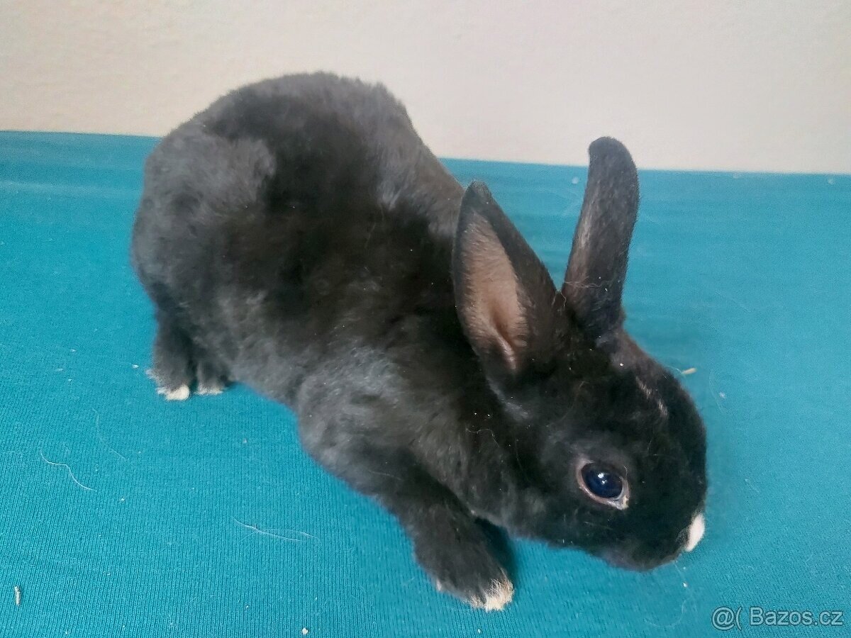 Zakrslý králík rex černý - 3