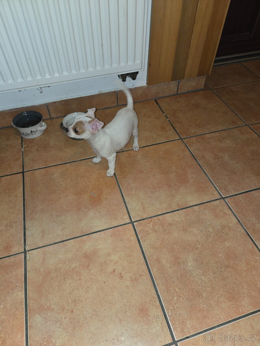 ČIVAVA KRÁTKOSRSTÁ slečna - 3