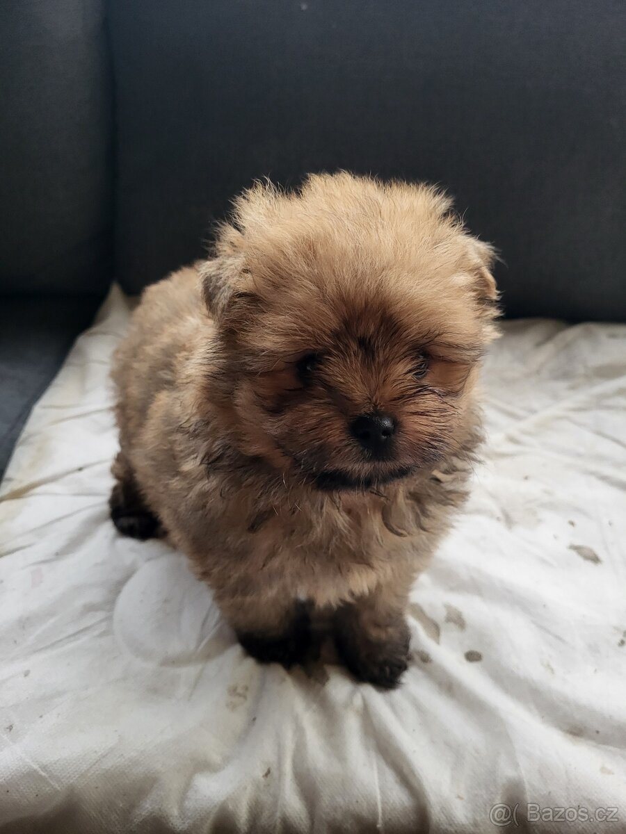 Pomeranian fenka - 3