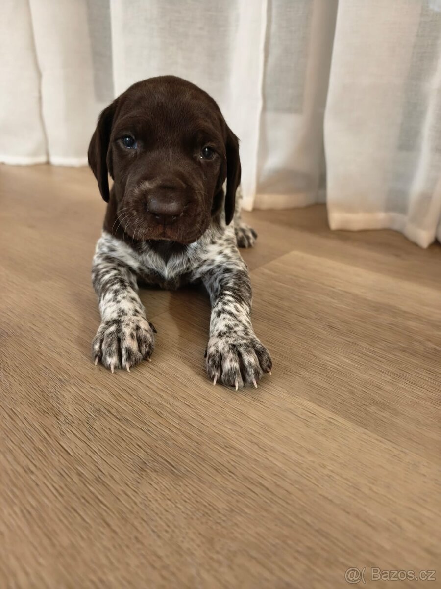 Německý krátkosrstý ohař - 3