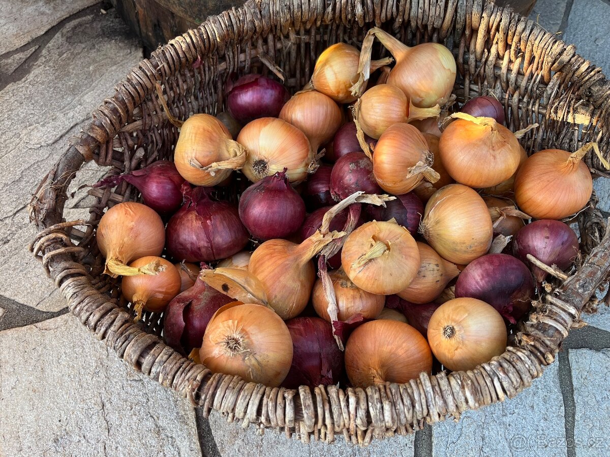 Domaci cibule,jako prebytek z pole,,bez chemie - 3