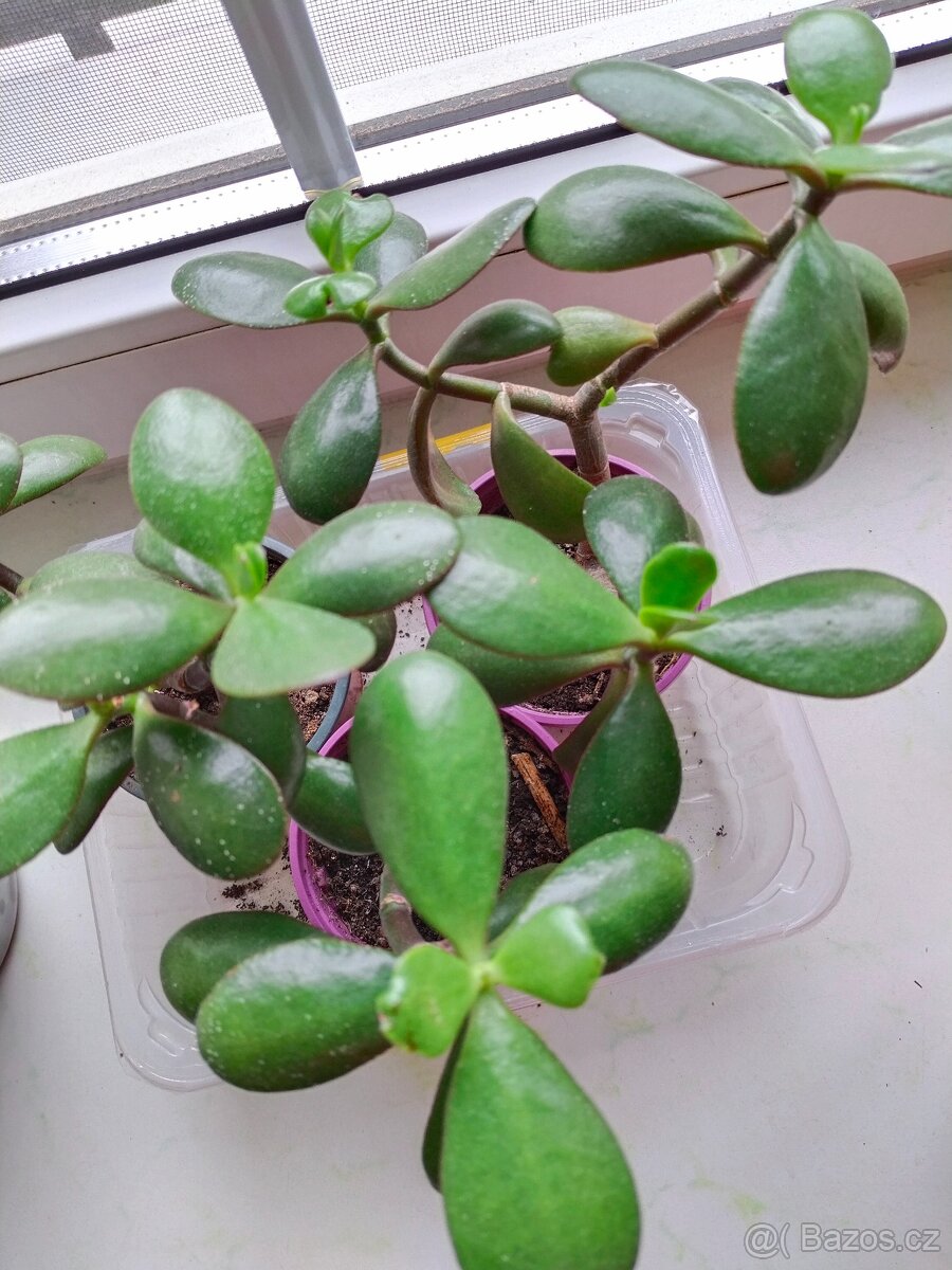 Tlustice, kopřiva, kalanchoe - 3