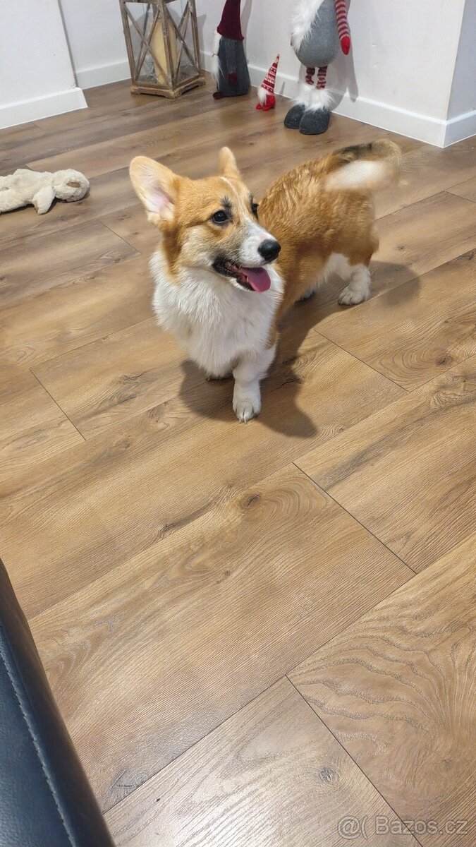 Welsh Corgi Pembroke - 3