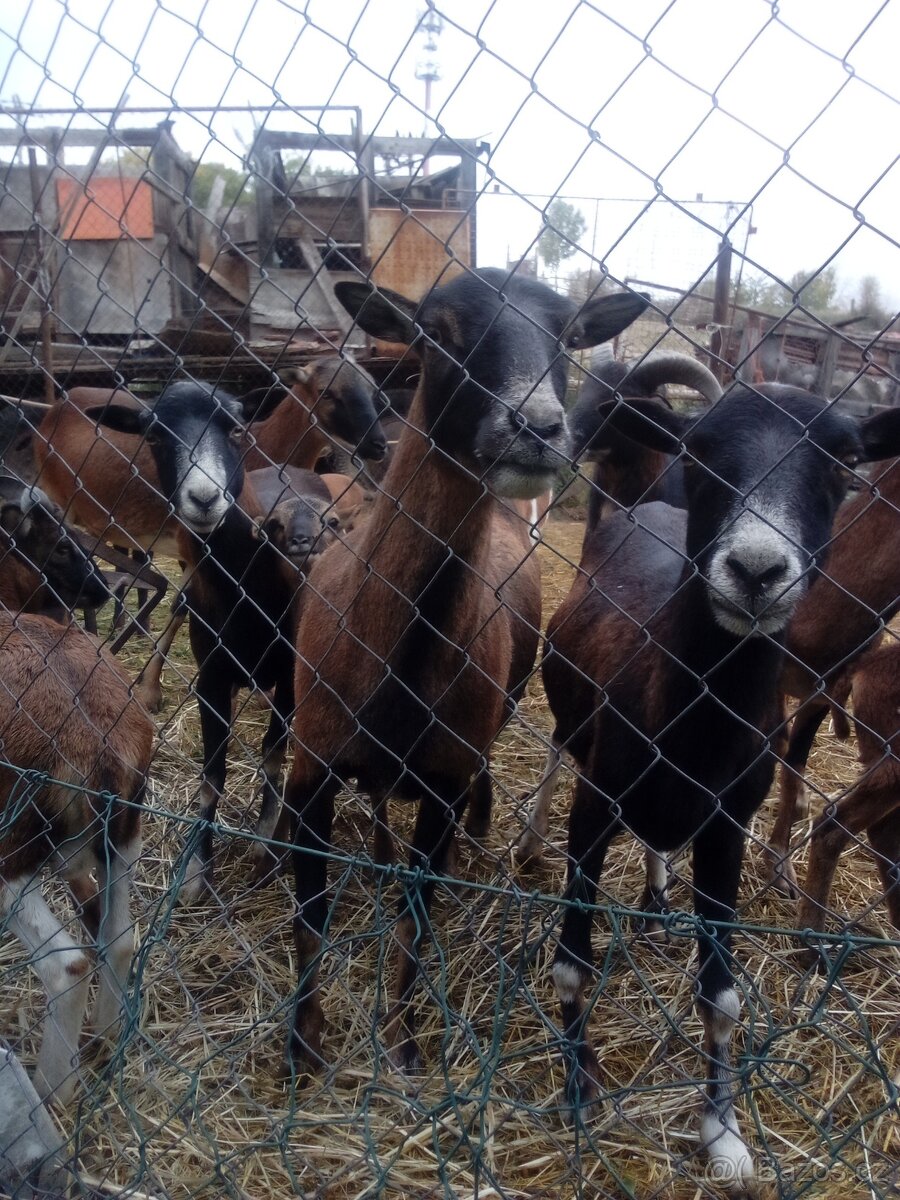 Prodám jehňata ovce kamerunske - 3