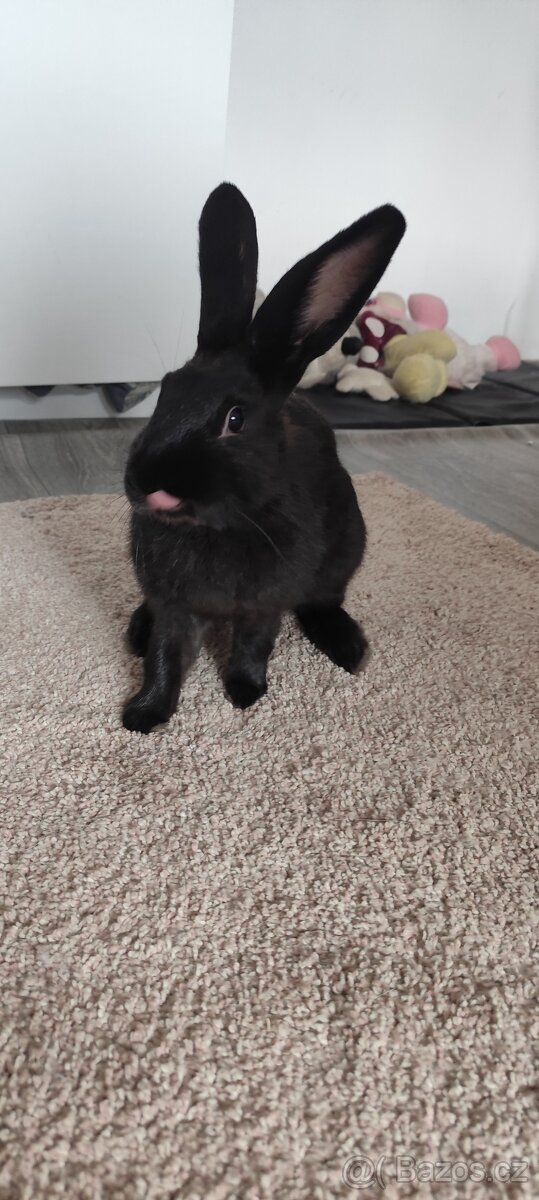 Černý králíci - 3