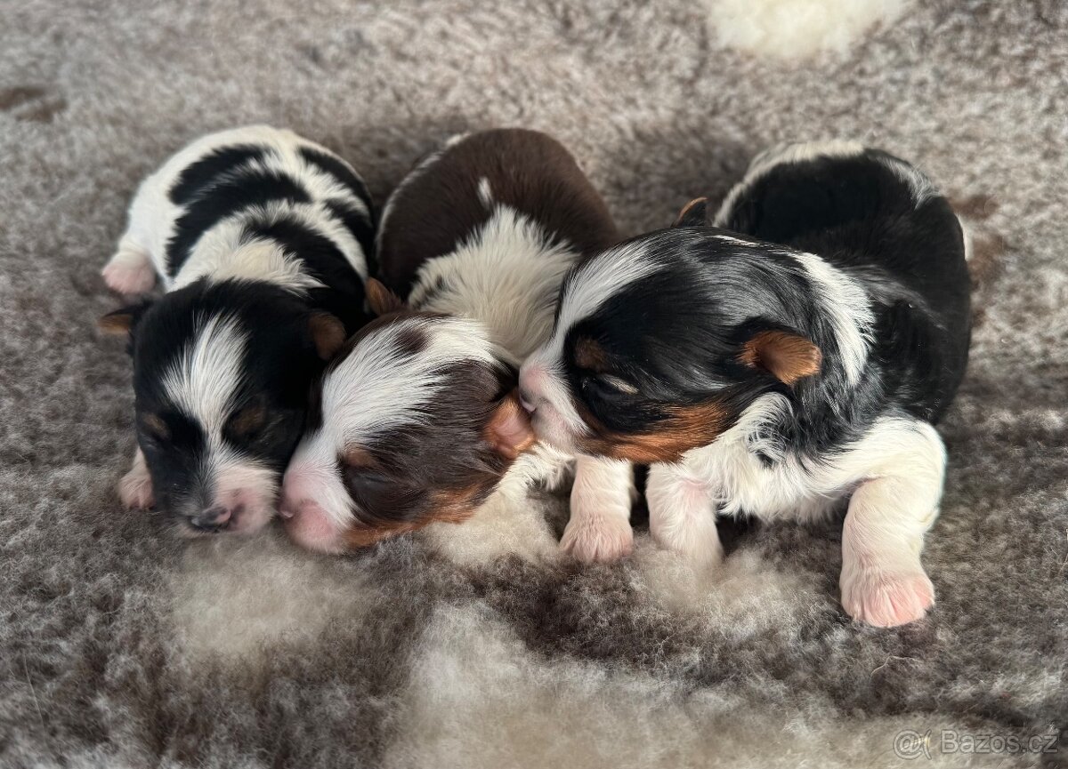 Biro a biewer, IHR rodokmen - 3