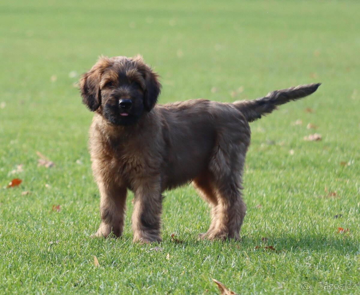 PLAVÁ ŠTĚŇÁTKA BRIARDŮ - 3