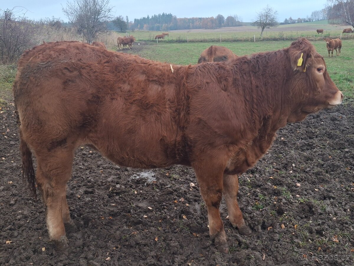 prodám jalovice limousin - 3