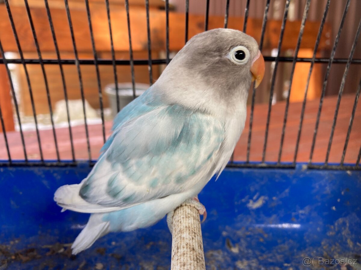 Agapornis Škraboškový - 3