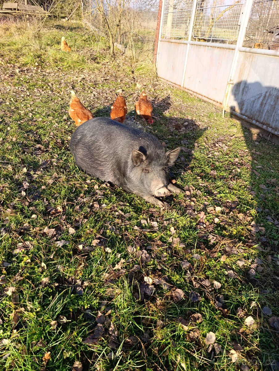 Domácí vajíčka - 3