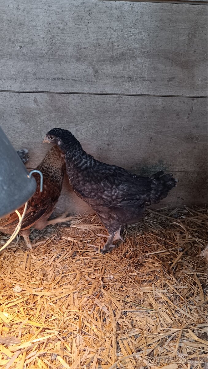 Dvě kuřičky z barevných vajec - 3