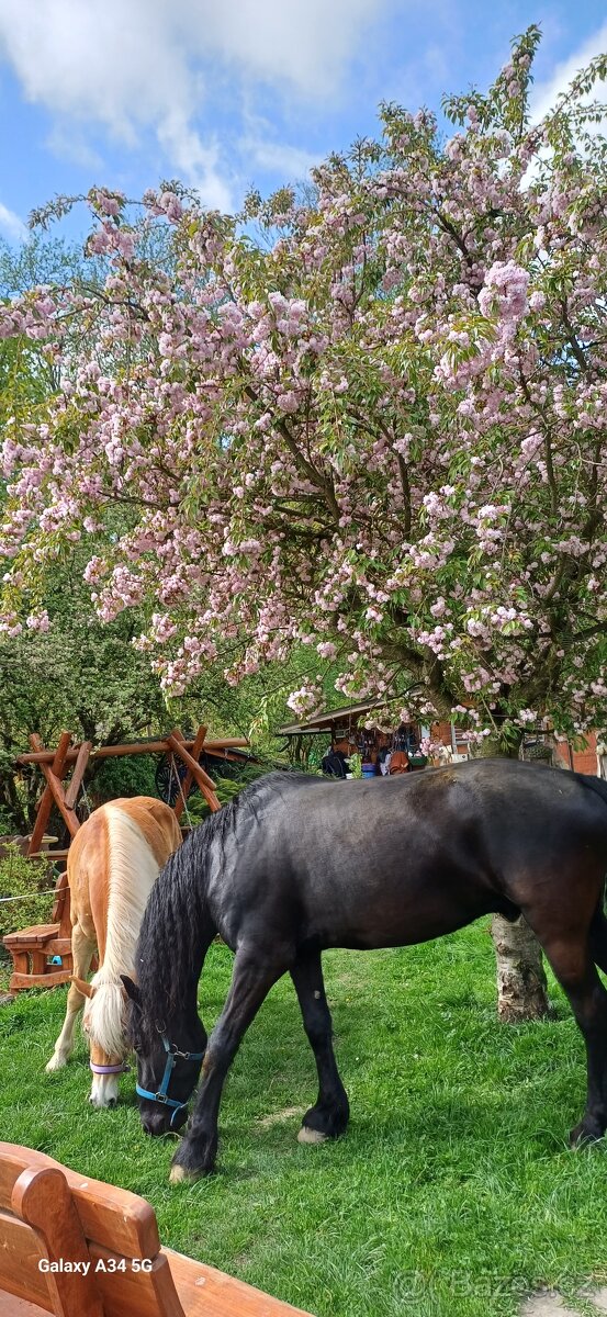 Docházka ke konim - 3