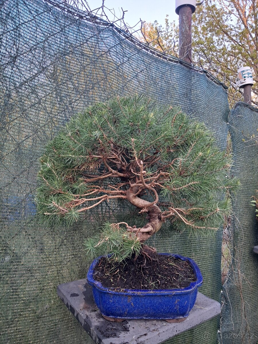 Bonsai,bonsaj Borovice - 3