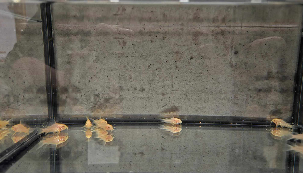 Parmičky, endlerky, pancéřníčci, ancistrusi - 3