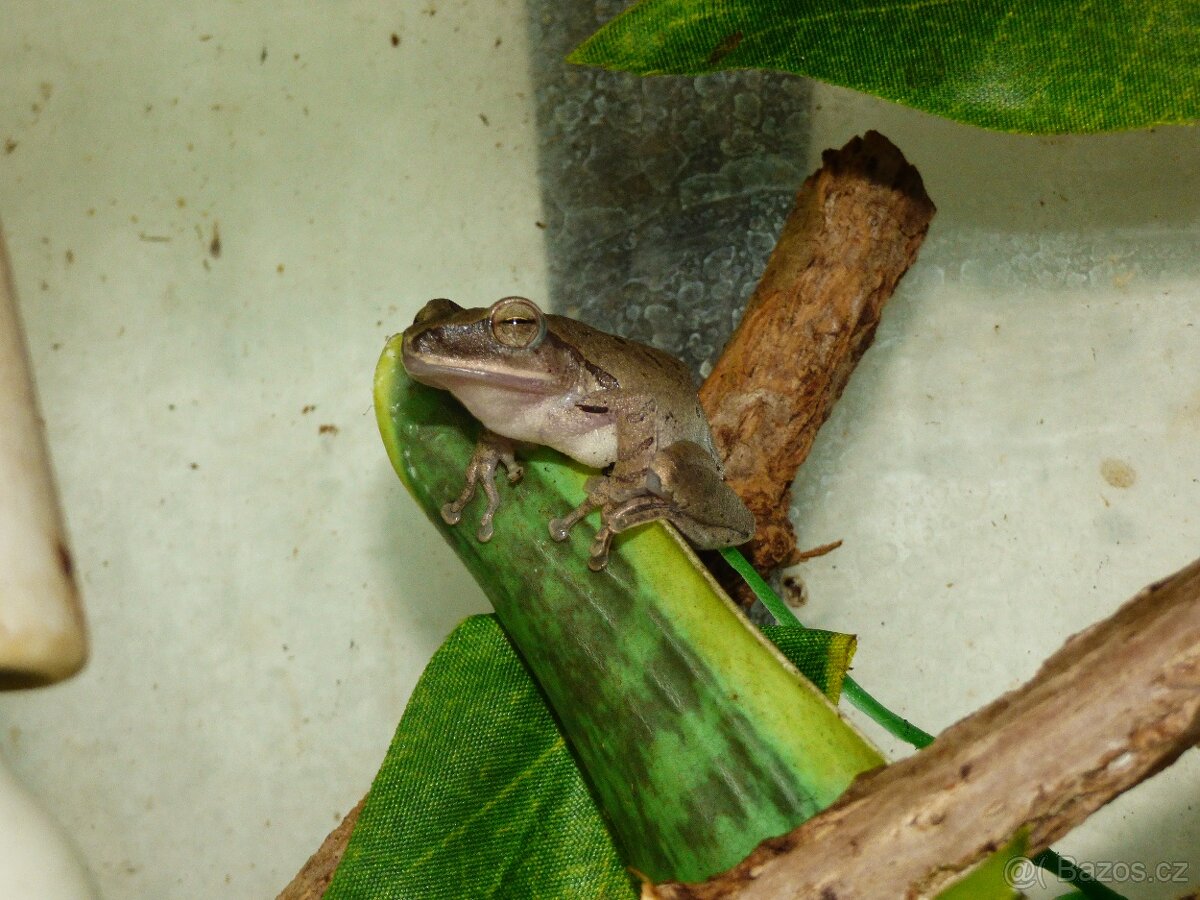 Létavka obecná (Polypedates leucomystax) - 3