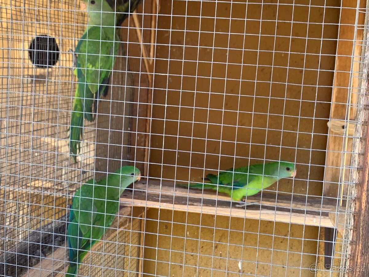 Papoušek nadherny - 3