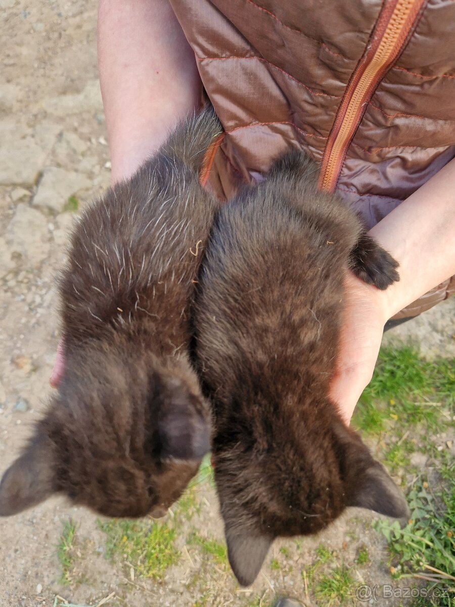 Černá koťátka - 3